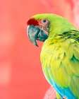 Green Macaw Art Print