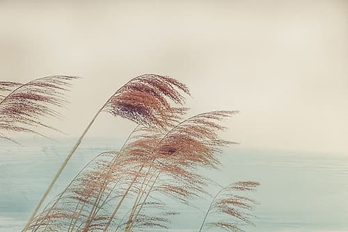 Windy I Coastal Print