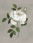 Botanical Rose Art Print by Nan