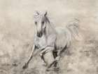 Majestic Stallion II Art Print