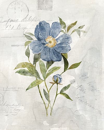 Blue Linen Peony Art Print
