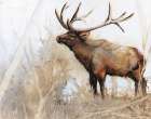 Majestic Moose Art Print