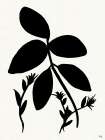 Silhouette Garden II Art Print