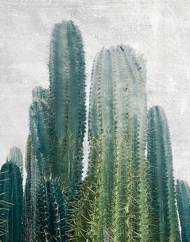 Aruba Cacti Photography Print