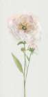 Single Stem Peony II Art Print
