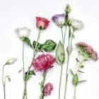 Fleur Moderne I Art Print
