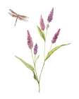 Wildflower Botanical IV Art Print