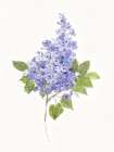 Dainty Botanical Lilac Art Print