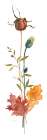 Autumn Botanical IV Art Print