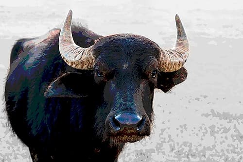 Buffalo Meets Warhol Art Print
