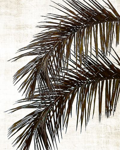 Palm II Photography Print
