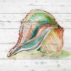 Tye Dyed Shell II Art Print