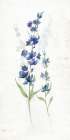Fresh Cut Lavender I Art Print by Nan