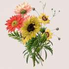 Sunflower Art Print