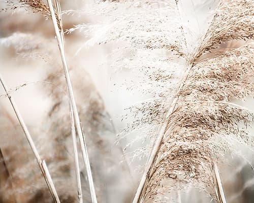 Soft Pampas Breeze Art Print