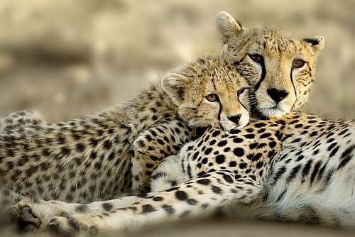 Kenya Cub Animaux reproduction
