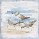 Shore Birds II Art Print