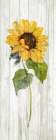 Sunflower in Autumn I Art Print