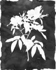 Black Botanical I Art Print
