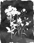 Black Botanical II Art Print
