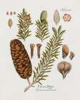 Botanical Fir Art Print