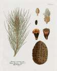 Botanical Pine Art Print