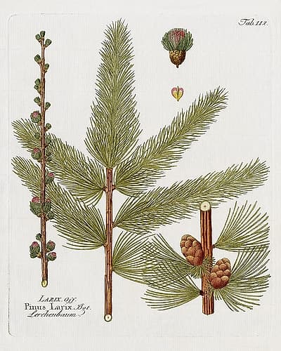 Botanical Larch Art Print by Kelly Donovan