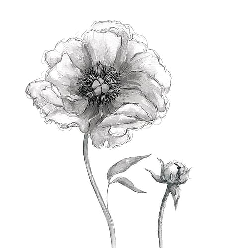 Sketchy Peony Art Print by Carol Robinson
