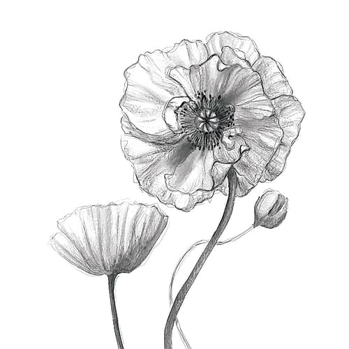 Sketchy Poppy Art Print by Carol Robinson