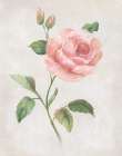 Grandiflora I Art Print by Nan