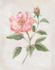 Grandiflora II Art Print by Nan