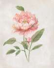 Grandiflora III Art Print by Nan