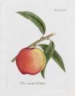 Peachy Keen I Kitchen Print