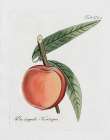 Peachy Keen II Kitchen Print