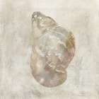 Seashell Illusion IV Art Print