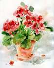 Summer Geranium I Art Print