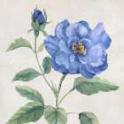 Blue Grandiflora II Art Print by Nan