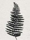 Forest Fern III Art Print