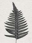 Forest Fern IV Art Print