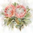 Pale Protea I Art Print