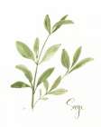 Herb Sage Art Print by Nan