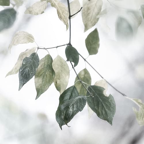 Quiet Green I Photography Print