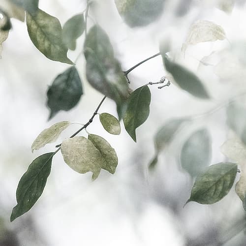 Quiet Green II Photography Print
