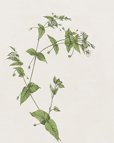 Wispy Botanical I Art Print