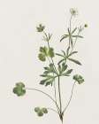 Wispy Botanical II Art Print