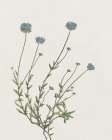 Blue Wispy I Art Print