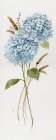 Petite Blue Hydrangea I Art Print by Nan