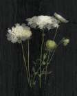 Queens Lace I Art Print by Nan