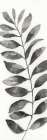 Natural Leaf II Art Print by Nan