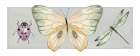 Pretty Insects I Art Print